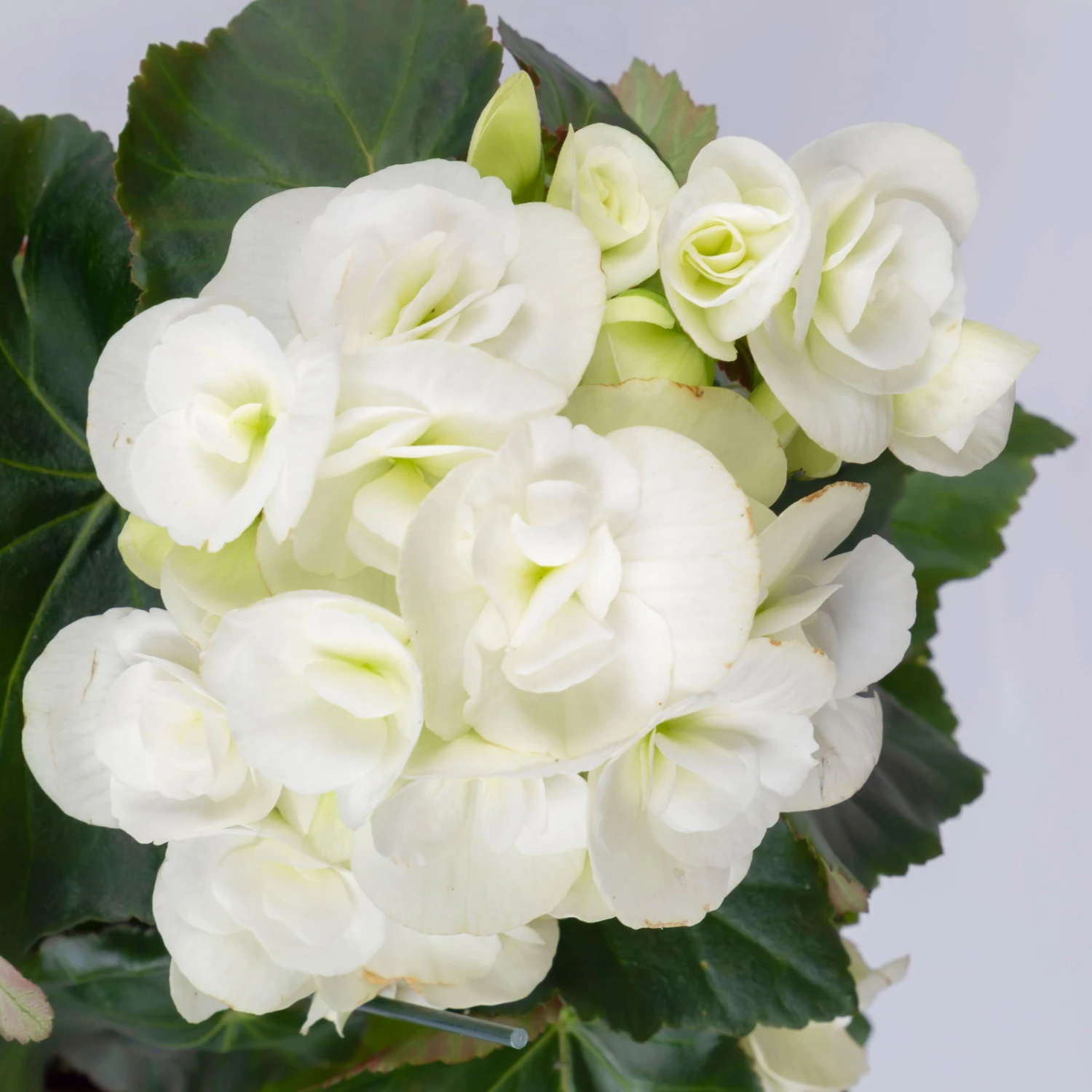 Elatior-Begonie, Topf-Ø 14 Cm, Weiß, Höhe Ca. 20-27 Cm, 4er-Set 5 Elatior-Begonie, Topf-Ø 14 Cm, Weiß, Höhe Ca. 20-27 Cm, 4er-Set – Bild 5