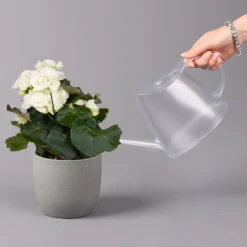 Elatior-Begonie, Topf-Ø 14 Cm, Weiß, Höhe Ca. 20-27 Cm, 4er-Set 10 Elatior-Begonie, Topf-Ø 14 Cm, Weiß, Höhe Ca. 20-27 Cm, 4er-Set -Compo Verkäufe 0210900295 Begonia Elatior weiss 42