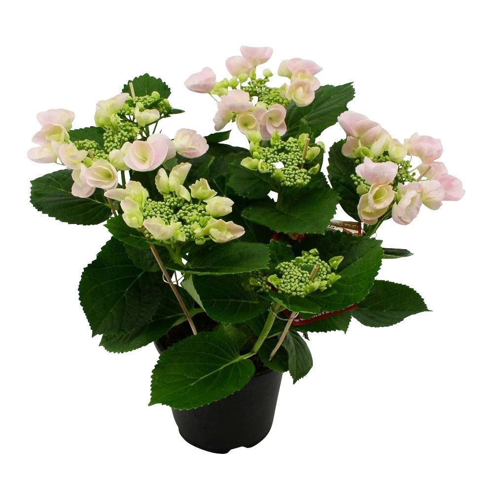 Hortensie Hovaria® 'Hobella', Rosa, Topf-Ø 14 Cm, Höhe Ca. 35 Cm 2 Hortensie Hovaria® 'Hobella', Rosa, Topf-Ø 14 Cm, Höhe Ca. 35 Cm – Bild 2