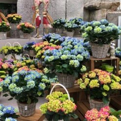 Hortensie 'Leuchtfeuer', Busch, Rot, Topf-Ø 23 Cm, Höhe Ca. 50 Cm 7 Hortensie 'Leuchtfeuer', Busch, Rot, Topf-Ø 23 Cm, Höhe Ca. 50 Cm -Compo Verkäufe 021130 hydrangea