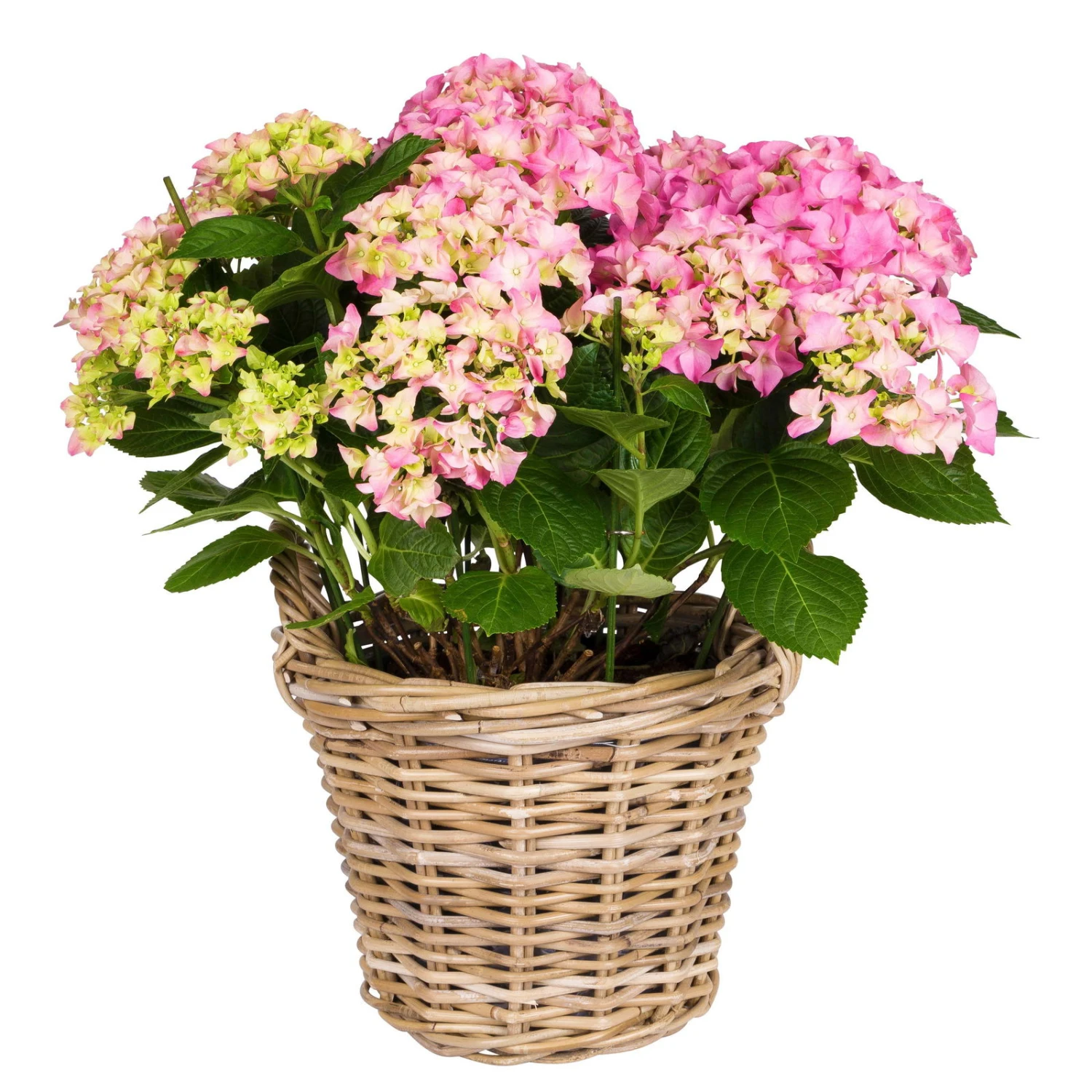 Hortensie 'Early Rosa', Busch, Rosa, Topf-Ø 23 Cm, Höhe Ca. 50 Cm 2 Hortensie 'Early Rosa', Busch, Rosa, Topf-Ø 23 Cm, Höhe Ca. 50 Cm – Bild 2