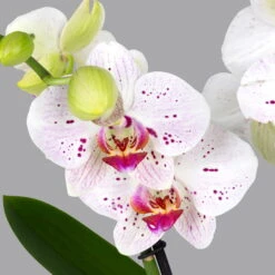 Ausgewählte Produkte -Compo Verkäufe 0215152574 phalaenopsis spirit white special 2 122724