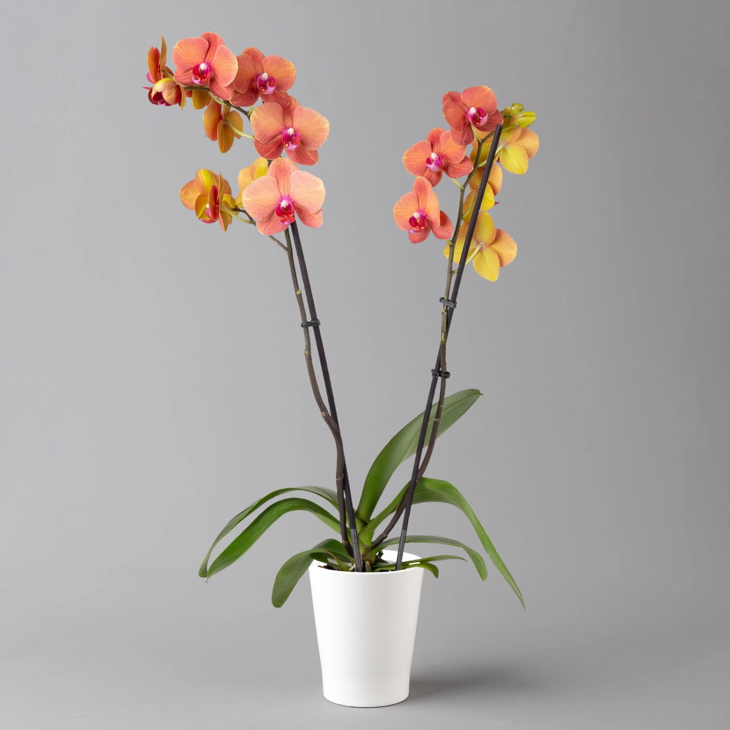 Schmetterlingsorchidee, Inkl. Keramiktopf, Orange, Topf-Ø 12cm, Höhe Ca. 60 Cm 1 Schmetterlingsorchidee, Inkl. Keramiktopf, Orange, Topf-Ø 12cm, Höhe Ca. 60 Cm