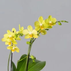 Schmetterlingsorchidee Gelb, 2 Rispen, Topf-Ø 12 Cm, Höhe Ca. 50 Cm -Compo Verkäufe 0215170738 phalaenopsis multi gelb 2 122948