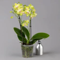 Schmetterlingsorchidee Gelb, 2 Rispen, Topf-Ø 12 Cm, Höhe Ca. 50 Cm -Compo Verkäufe 0215170738 phalaenopsis multi gelb 3 122949