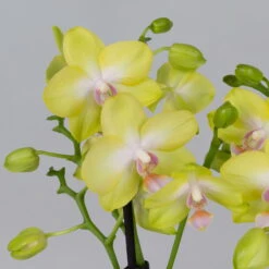 Schmetterlingsorchidee Gelb, 2 Rispen, Topf-Ø 12 Cm, Höhe Ca. 50 Cm -Compo Verkäufe 0215170738 phalaenopsis multi gelb 4 122950