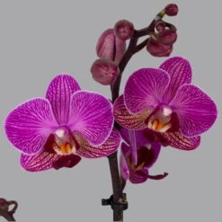 Ausgewählte Produkte -Compo Verkäufe 0215170800 phalaenopsis multi lila 2 122701