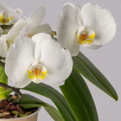 Schmetterlingsorchidee 'Muse', Weiß, Topf-Ø 12 Cm, Höhe Ca. 40 Cm -Compo Verkäufe 0215250295 Phalaenopsis Muse weiss 13 117747