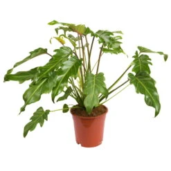 Philodendron Xanadu, Topf-Ø 17 Cm, Höhe Ca. 55 Cm