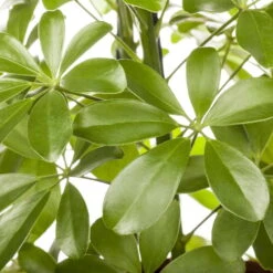 Schefflera Arboricola 'Nora', Topf-Ø 21 Cm, Höhe Ca. 55 Cm -Compo Verkäufe 0220106951 Schefflera arbor Nora