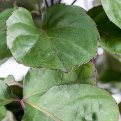 Polyscias 'Fabian', Topf-Ø 17 Cm, Höhe Ca. 60 Cm -Compo Verkäufe 0220107719 Polyscias Fabian 17cm 60cm1