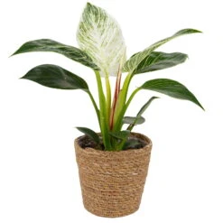 Philodendron 'White Measure' In Korb Maki, Topf-Ø 11 Cm, Höhe Ca. 25 Cm