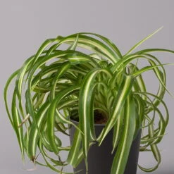 Grünlilie 'Bonnie' Mit Keramiktopf Dallas Anthrazit, Topf-Ø 12 Cm, 3er-Set -Compo Verkäufe 0220108128 Chlorophyt Bonnie Dallas anthraz 2