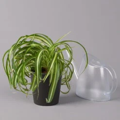 Grünlilie 'Bonnie' Mit Keramiktopf Dallas Anthrazit, Topf-Ø 12 Cm, 3er-Set -Compo Verkäufe 0220108128 Chlorophyt Bonnie Dallas anthraz 3