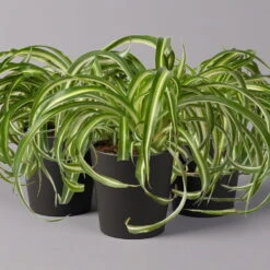 Grünlilie 'Bonnie' Mit Keramiktopf Dallas Anthrazit, Topf-Ø 12 Cm, 3er-Set