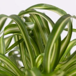 Grünlilie 'Bonnie' Mit Keramiktopf Dallas Anthrazit, Topf-Ø 12 Cm, 3er-Set -Compo Verkäufe 0220108128 Chlorophyt Bonnie Dallas anthraz 4