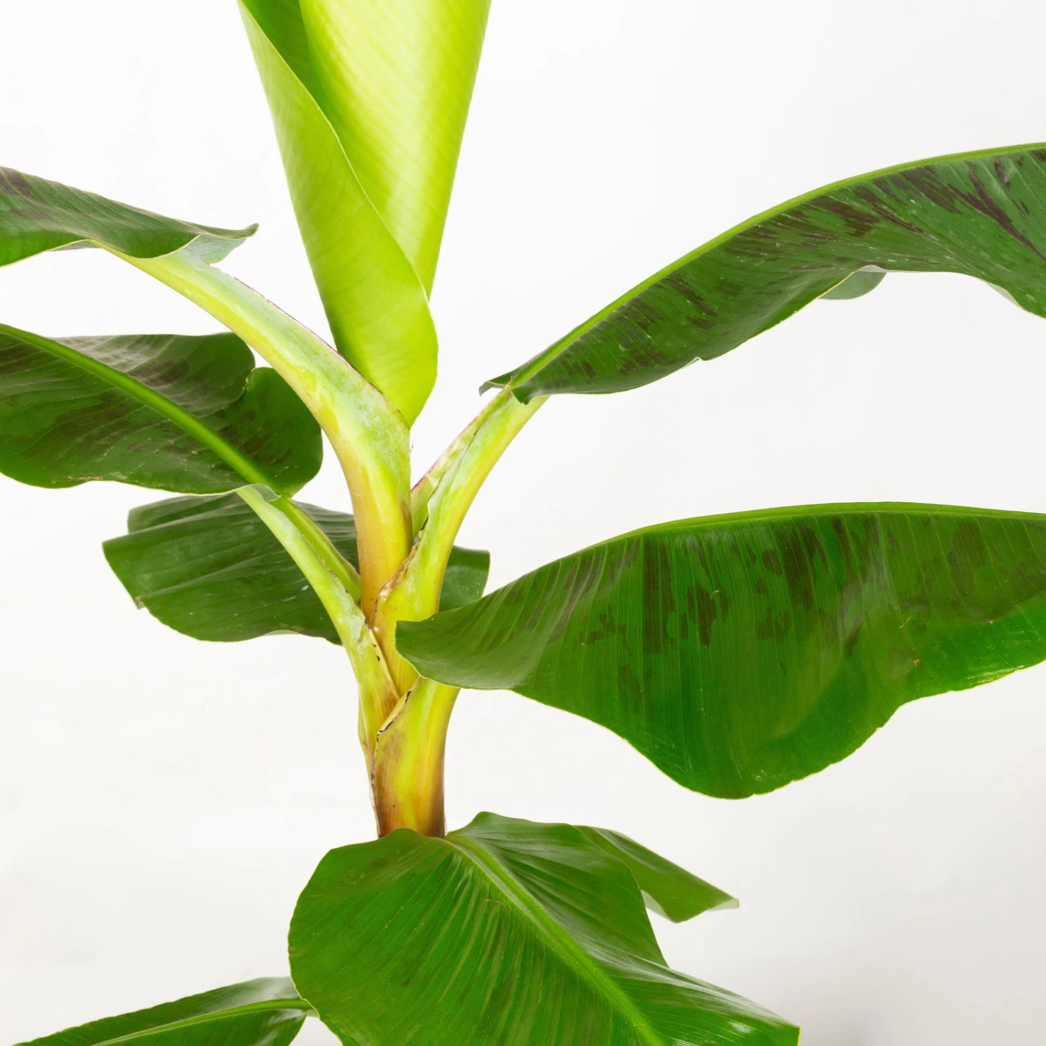 Bananenpflanze 'Dwarf Cavendish' Im Korb Gaby, Topf-Ø 21 Cm, H: Ca. 60-80 Cm 3 Bananenpflanze 'Dwarf Cavendish' Im Korb Gaby, Topf-Ø 21 Cm, H: Ca. 60-80 Cm – Bild 3