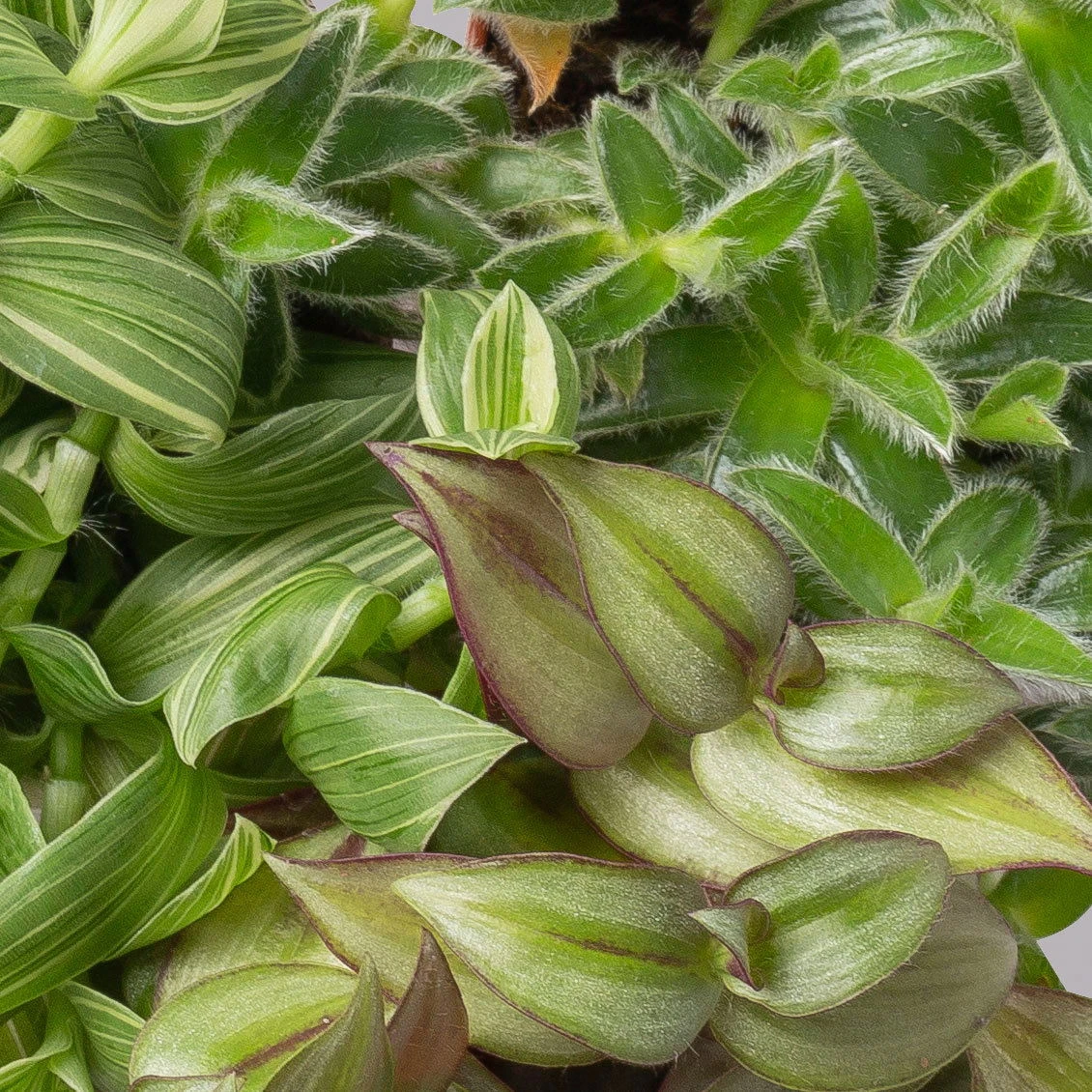 Dreimasterblume In Keramiktopf Weiß, Nach Verfügbarkeit, Topf-Ø 12 Cm, 2er-Set 4 Dreimasterblume In Keramiktopf Weiß, Nach Verfügbarkeit, Topf-Ø 12 Cm, 2er-Set – Bild 4