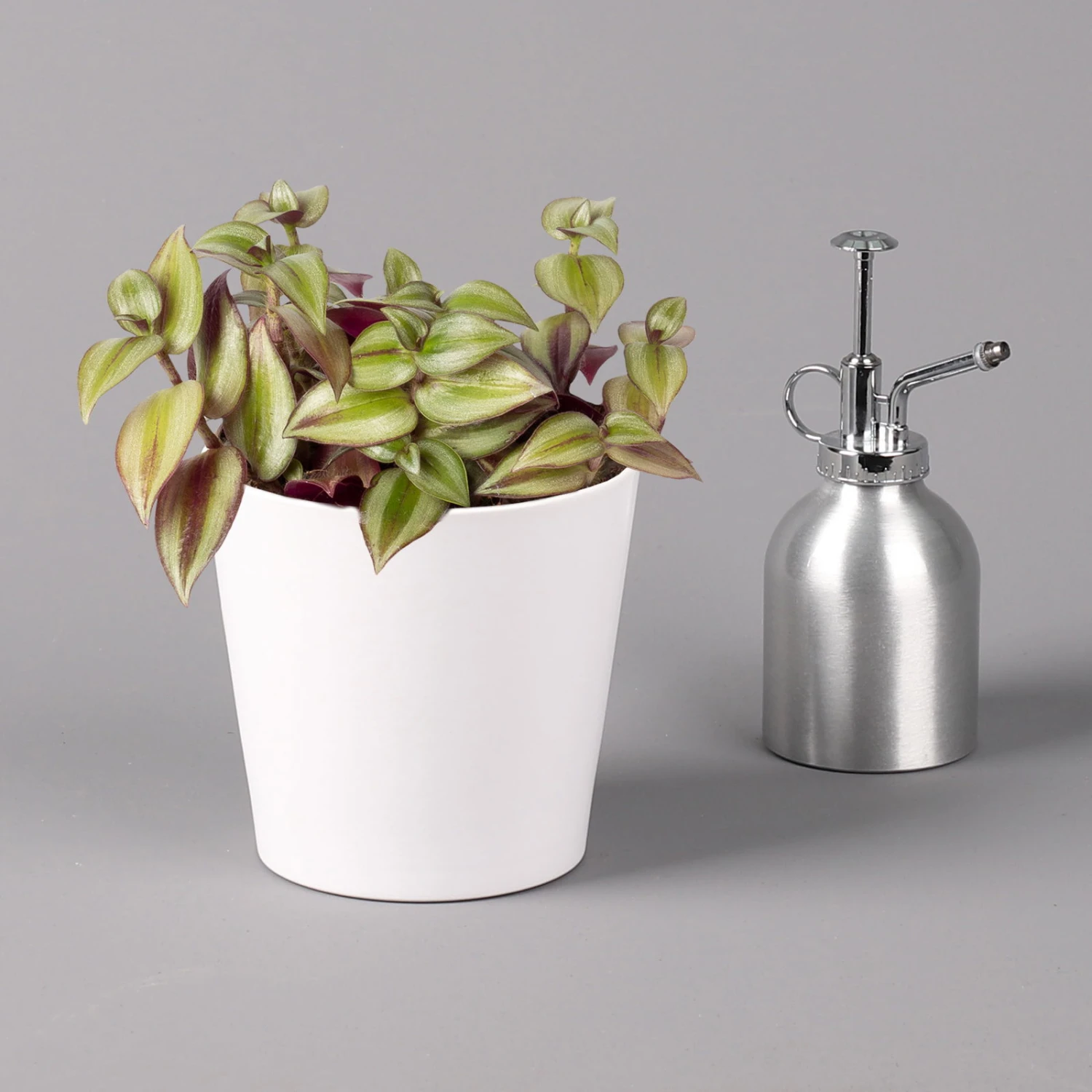 Dreimasterblume In Keramiktopf Weiß, Nach Verfügbarkeit, Topf-Ø 12 Cm, 2er-Set 6 Dreimasterblume In Keramiktopf Weiß, Nach Verfügbarkeit, Topf-Ø 12 Cm, 2er-Set – Bild 6