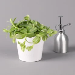 Dreimasterblume In Keramiktopf Weiß, Nach Verfügbarkeit, Topf-Ø 12 Cm, 2er-Set 16 Dreimasterblume In Keramiktopf Weiß, Nach Verfügbarkeit, Topf-Ø 12 Cm, 2er-Set -Compo Verkäufe 0220108389 0220108391 Tradescantia Mix in uebertopf Dallas weiss 12cmT 2 123815