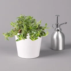 Dreimasterblume In Keramiktopf Weiß, Nach Verfügbarkeit, Topf-Ø 12 Cm, 2er-Set 18 Dreimasterblume In Keramiktopf Weiß, Nach Verfügbarkeit, Topf-Ø 12 Cm, 2er-Set -Compo Verkäufe 0220108389 0220108391 Tradescantia Mix in uebertopf Dallas weiss 12cmT 123817