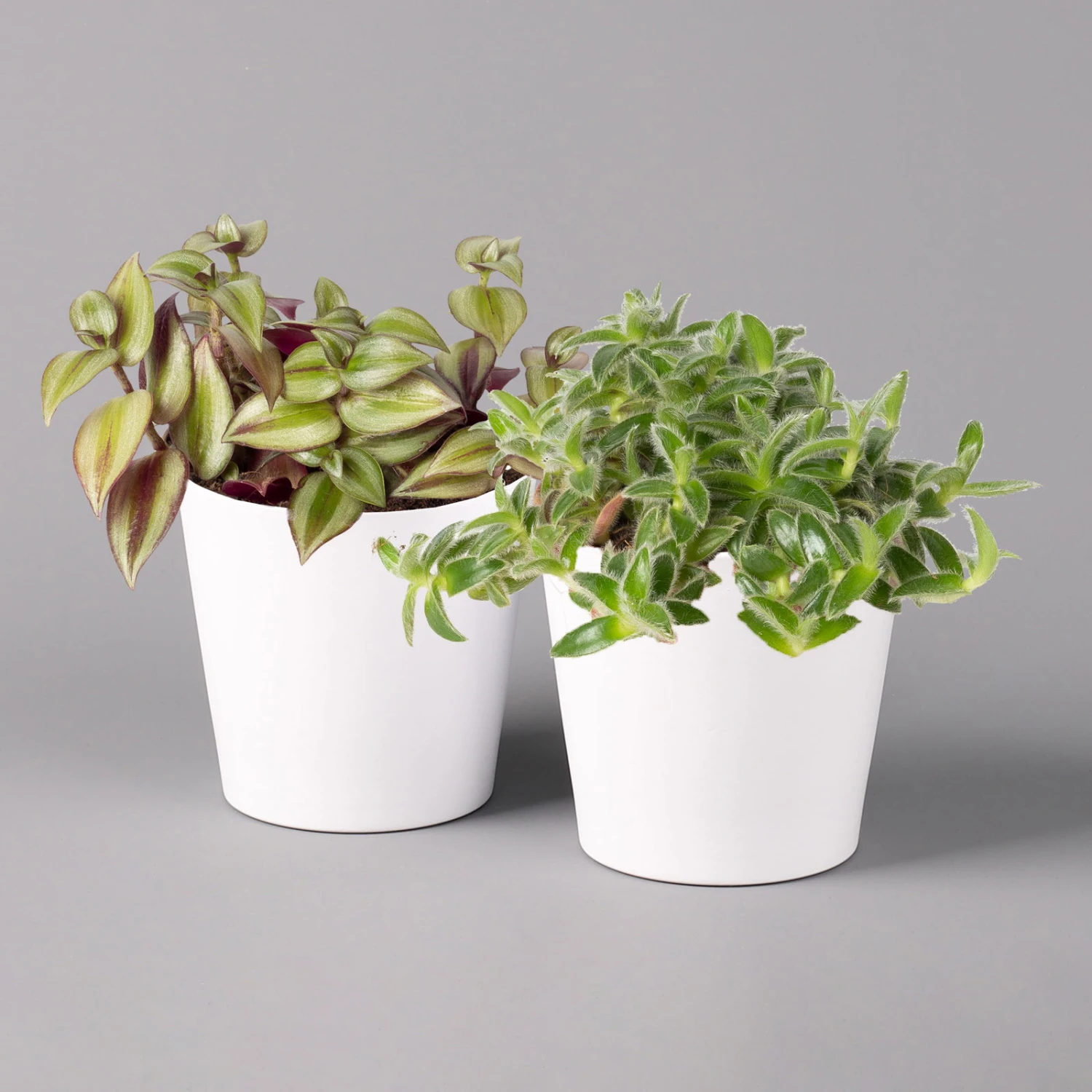 Dreimasterblume In Keramiktopf Weiß, Nach Verfügbarkeit, Topf-Ø 12 Cm, 2er-Set 1 Dreimasterblume In Keramiktopf Weiß, Nach Verfügbarkeit, Topf-Ø 12 Cm, 2er-Set