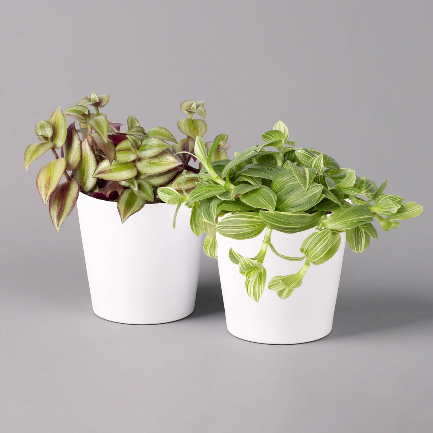 Dreimasterblume In Keramiktopf Weiß, Nach Verfügbarkeit, Topf-Ø 12 Cm, 2er-Set 3 Dreimasterblume In Keramiktopf Weiß, Nach Verfügbarkeit, Topf-Ø 12 Cm, 2er-Set – Bild 3