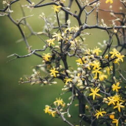 Zickzackstrauch, Topf-Ø 11 Cm, Höhe Ca. 20 Cm, 3er-Set -Compo Verkäufe 0220108510 0220108511 0220108515 0220108516 0220108517 0220108518 0220108519 0220108520 Corokia 1 116837