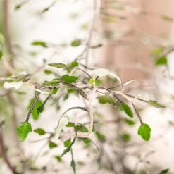 Zickzackstrauch, Topf-Ø 11 Cm, Höhe Ca. 20 Cm, 3er-Set -Compo Verkäufe 0220108510 0220108511 0220108515 0220108516 0220108517 0220108518 0220108519 0220108520 Corokia 2 116838