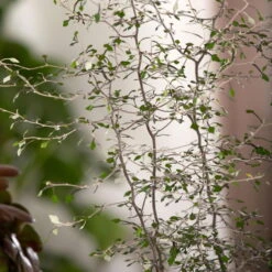 Zickzackstrauch, Topf-Ø 19 Cm, Höhe Ca. 70 Cm 10 Zickzackstrauch, Topf-Ø 19 Cm, Höhe Ca. 70 Cm -Compo Verkäufe 0220108510 0220108511 0220108515 0220108516 0220108517 0220108518 0220108519 0220108520 Corokia 3 116836 1