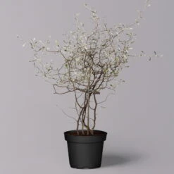 Zickzackstrauch, Topf-Ø 11 Cm, Höhe Ca. 20 Cm, 3er-Set -Compo Verkäufe 0220108516 Corokia cotoneaster 2 119863