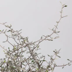 Zickzackstrauch, Topf-Ø 11 Cm, Höhe Ca. 20 Cm, 3er-Set -Compo Verkäufe 0220108516 Corokia cotoneaster 1 117166