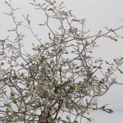 Zickzackstrauch, Topf-Ø 11 Cm, Höhe Ca. 20 Cm, 3er-Set -Compo Verkäufe 0220108516 Corokia cotoneaster 8 117167