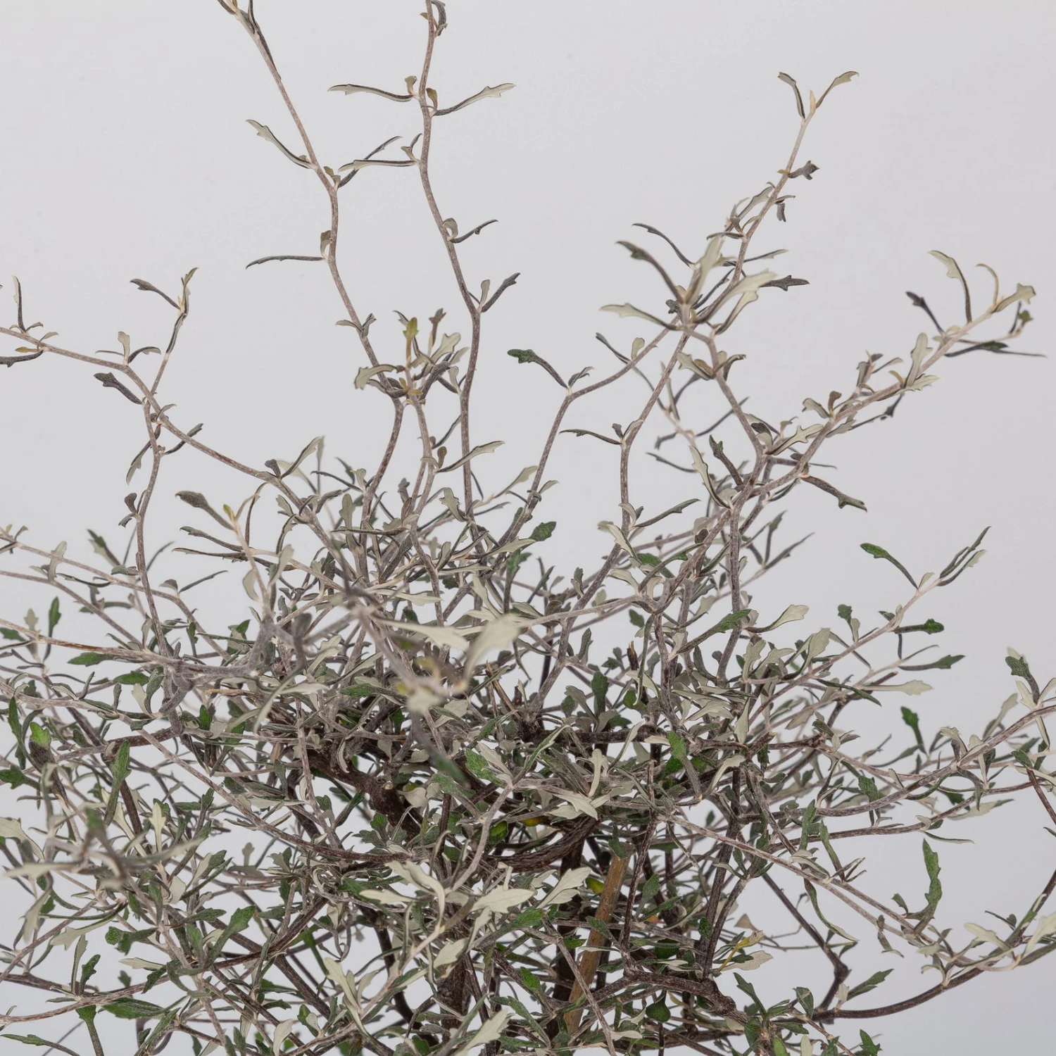 Zickzackstrauch, Topf-Ø 19 Cm, Höhe Ca. 70 Cm 1 Zickzackstrauch, Topf-Ø 19 Cm, Höhe Ca. 70 Cm