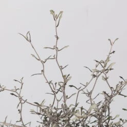 Zickzackstrauch, Topf-Ø 19 Cm, Höhe Ca. 70 Cm 9 Zickzackstrauch, Topf-Ø 19 Cm, Höhe Ca. 70 Cm -Compo Verkäufe 0220108517 Corokia cotoneaster 3 117168