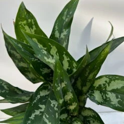 Aglaonema 'Maria', Mit Übertopf Dallas Weiß, Topf-Ø 12 Cm -Compo Verkäufe 0220108528 T12 0220108598 Aglaonema Maria Dallas weiss 14cm 4 125644