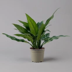 Aglaonema 'Maria', Mit Übertopf Dallas Weiß, Topf-Ø 12 Cm -Compo Verkäufe 0220108528 T12 0220108598 Aglaonema Maria Dallas weiss 14cm 126171