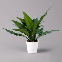 Aglaonema 'Maria', Mit Übertopf Dallas Weiß, Topf-Ø 12 Cm -Compo Verkäufe 0220108598 Aglaonema Maria Dallas weiss 14cm f 126191