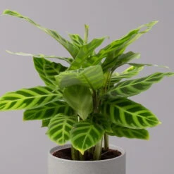 Pflanzen Kölle Shop -Compo Verkäufe 0220160007 Calathea zebrina 22