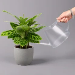 Calathea Zebrina, Topf-Ø 14 Cm, Höhe Ca. 35-45 Cm -Compo Verkäufe 0220160007 Calathea zebrina 32