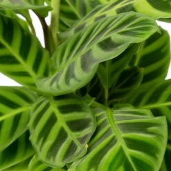 Calathea Zebrina, Topf-Ø 14 Cm, Höhe Ca. 35-45 Cm -Compo Verkäufe 0220160007 Calathea zebrina 42