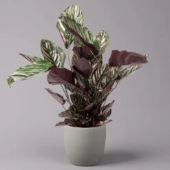 Calathea Ornata, Topf-Ø 19 Cm, Höhe Ca. 65-85 Cm