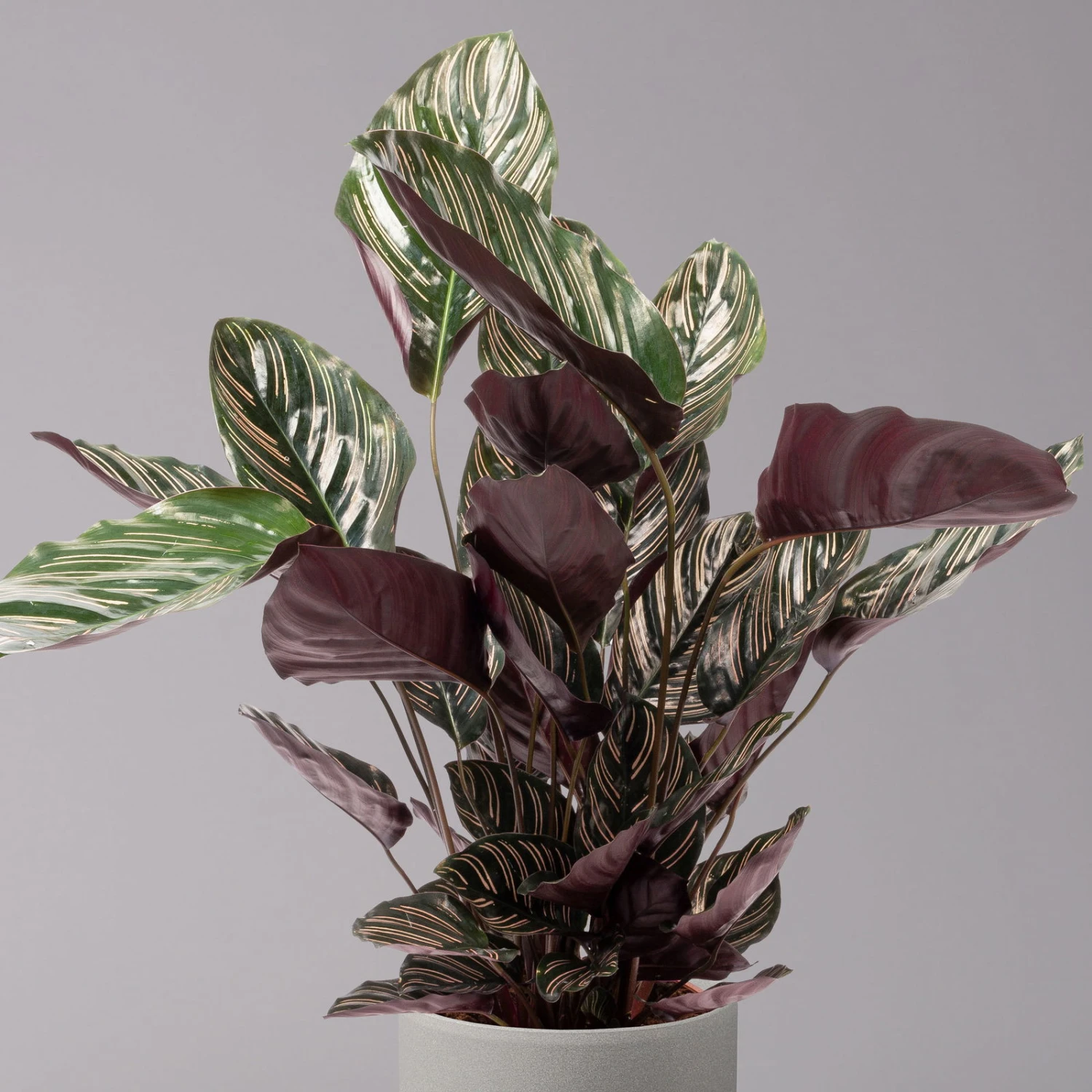 Calathea Ornata, Topf-Ø 19 Cm, Höhe Ca. 65-85 Cm 2 Calathea Ornata, Topf-Ø 19 Cm, Höhe Ca. 65-85 Cm – Bild 2