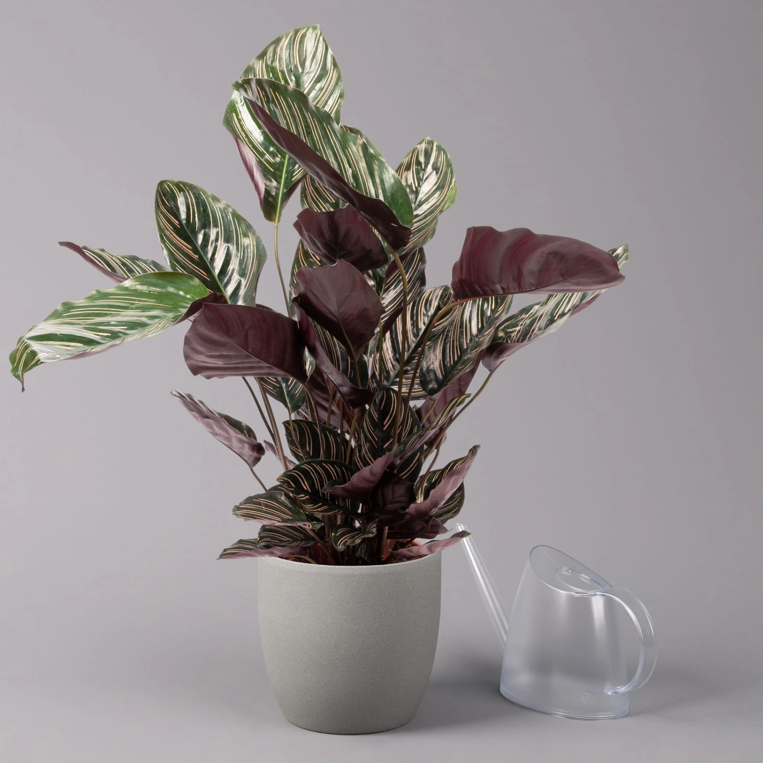 Calathea Ornata, Topf-Ø 19 Cm, Höhe Ca. 65-85 Cm 3 Calathea Ornata, Topf-Ø 19 Cm, Höhe Ca. 65-85 Cm – Bild 3