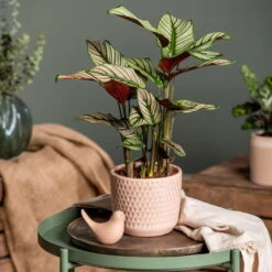 Calathea Majestica 'Whitestar', Topf-Ø 14 Cm, Höhe Ca. 35-45 Cm 13 Calathea Majestica 'Whitestar', Topf-Ø 14 Cm, Höhe Ca. 35-45 Cm -Compo Verkäufe 0220160027 Calathea majestica Whitestar 1