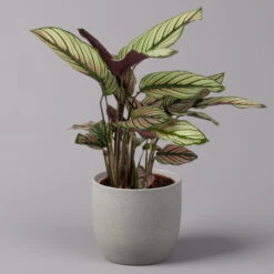 Calathea Majestica 'Whitestar', Topf-Ø 14 Cm, Höhe Ca. 35-45 Cm