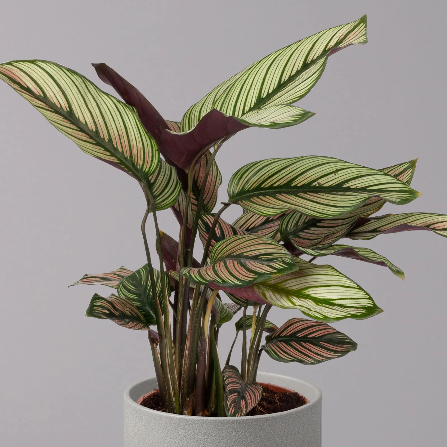 Calathea Majestica 'Whitestar', Topf-Ø 14 Cm, Höhe Ca. 35-45 Cm 2 Calathea Majestica 'Whitestar', Topf-Ø 14 Cm, Höhe Ca. 35-45 Cm – Bild 2