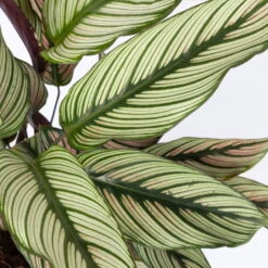 Calathea Majestica 'Whitestar', Topf-Ø 14 Cm, Höhe Ca. 35-45 Cm 12 Calathea Majestica 'Whitestar', Topf-Ø 14 Cm, Höhe Ca. 35-45 Cm -Compo Verkäufe 0220160027 Calathea majestica Whitestar 14cm 4