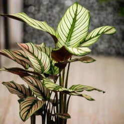 Calathea Majestica 'Whitestar', Topf-Ø 14 Cm, Höhe Ca. 35-45 Cm 14 Calathea Majestica 'Whitestar', Topf-Ø 14 Cm, Höhe Ca. 35-45 Cm -Compo Verkäufe 0220160027 Calathea majestica Whitestar 2