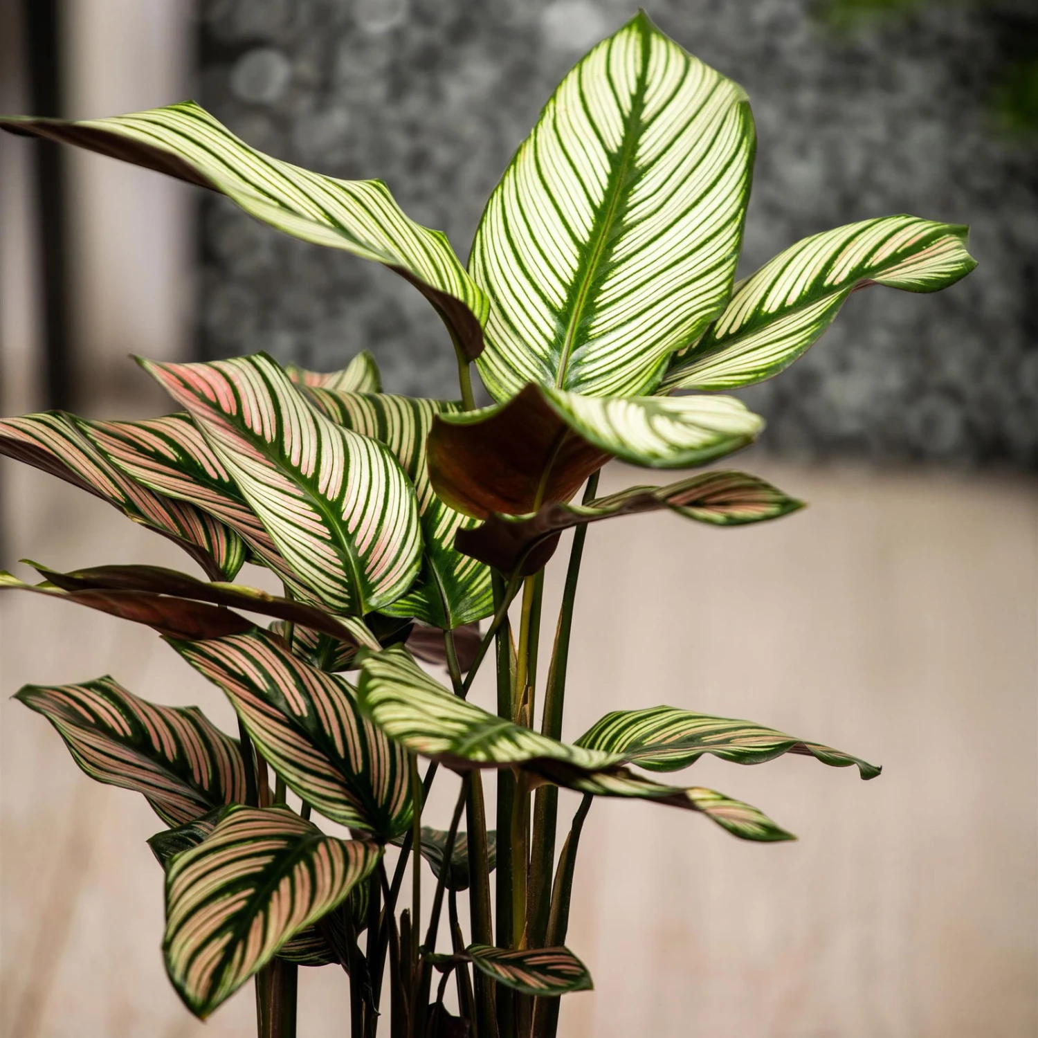 Calathea Majestica 'Whitestar', Topf-Ø 14 Cm, Höhe Ca. 35-45 Cm 6 Calathea Majestica 'Whitestar', Topf-Ø 14 Cm, Höhe Ca. 35-45 Cm – Bild 6